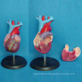 Menschliche erwachsene Herzteile Biologie Anatomisches Modell (R120101)